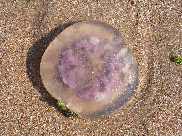 Медуза на песке, фото