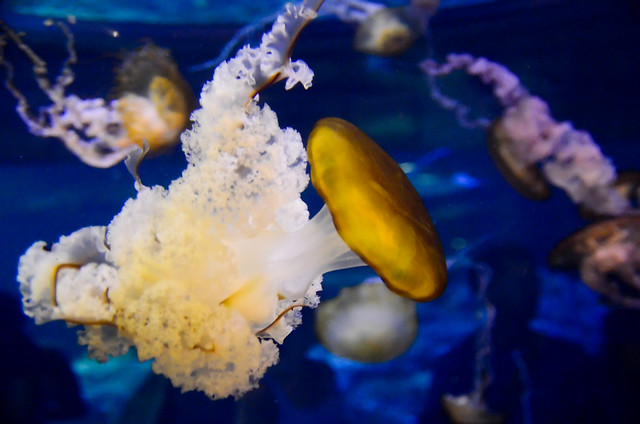 Морские чудовища - медузы