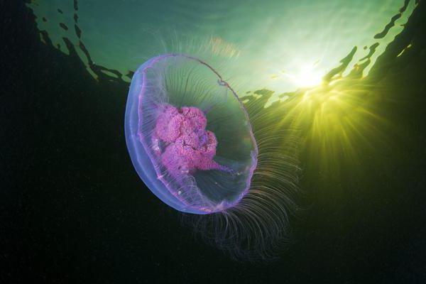 Виды медуз фото 
